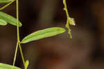 Michauxii's croton